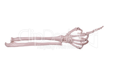 showing skeleton hand