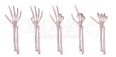 skeleton hands counting 1-5