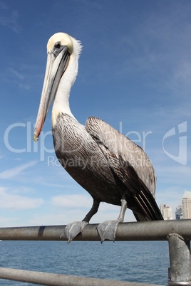 Pelican