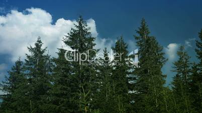 Spruce forest and clouds