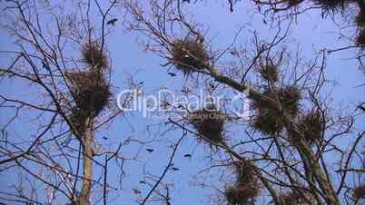 Crow's nest and anxiety in a flock