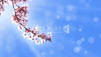 Background with a branch of cherry blossoms