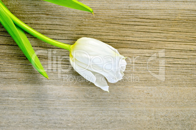 Tulip white on a wooden board