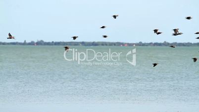 Starlings over the lake