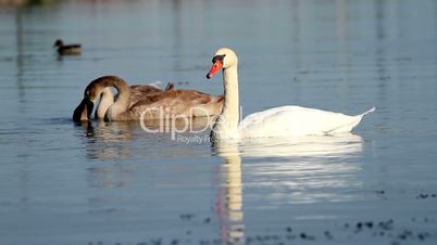 Swans family