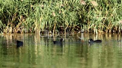 Coots in the lake