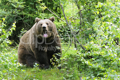 Braunbär