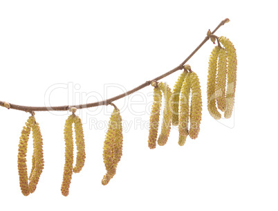 Blüten der Haselnuss (Corylus avellana)