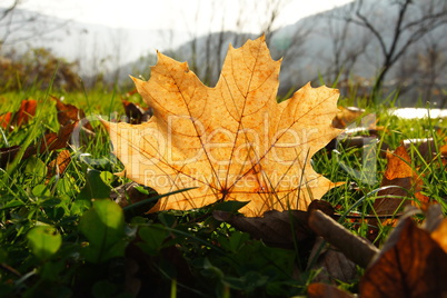 Ahornblatt im Gras