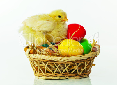 Basket with the Easter eggs and small chicken