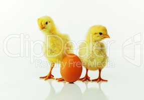 Two newborn chickens with egg