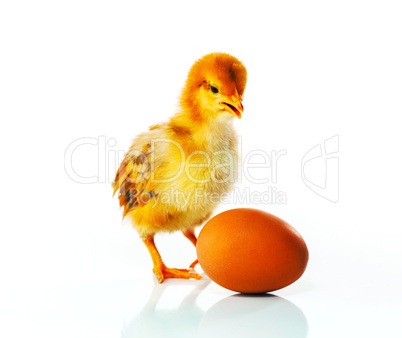 Newborn chicken with yellow egg