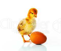 Newborn chicken with yellow egg