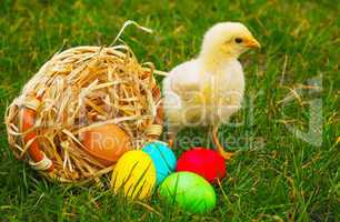 Small baby chickens with colorful Easter eggs