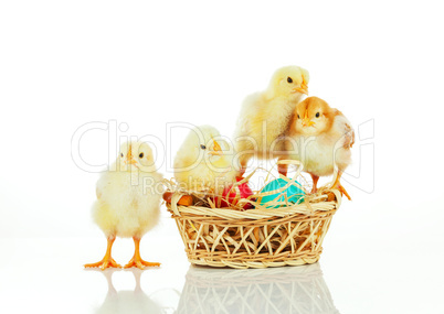 Basket with the Easter eggs and small chickens