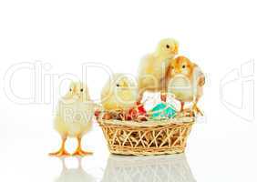 Basket with the Easter eggs and small chickens