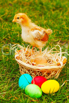 Small chicken with colorful Easter eggs
