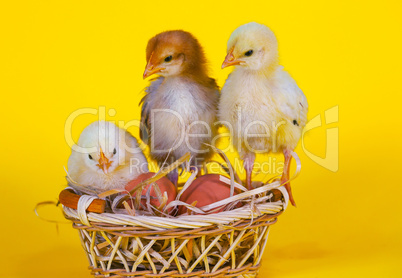 Small baby chickens with Easter eggs