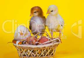 Small baby chickens with Easter eggs