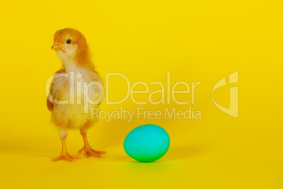 Newborn chicken with yellow egg