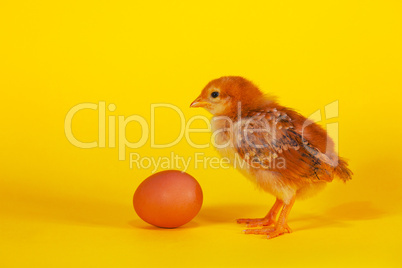 Small chicken staying with Easter egg