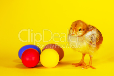 Small chicken staying with colorful Easter eggs