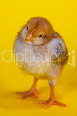 Small baby chicken