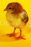 Small baby chicken