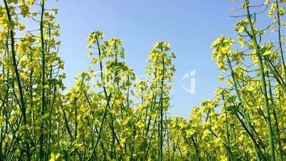 Field of canola and the blue sky