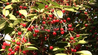 Berries and leaves of cherry