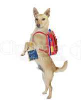 Cute hitchhiking dog wearing a backpack