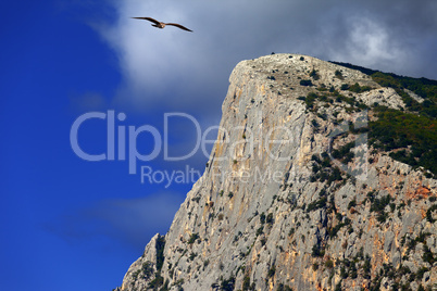 Summer rocks and seagull flying in blue sky