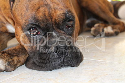 Boxer Dog