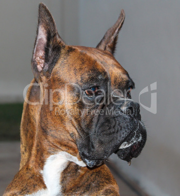 Boxer Dog