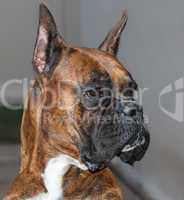 Boxer Dog