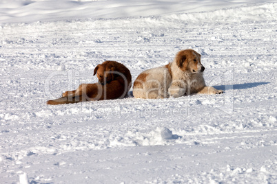 Two dogs on snow