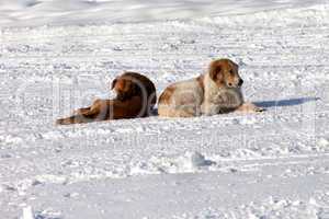 Two dogs on snow