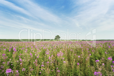 Old tree on pink field