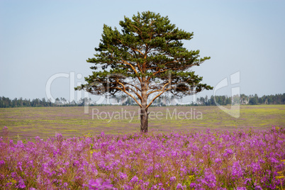 Old tree on pink field