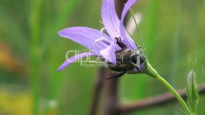 Maybug sits on a beautiful purple flower