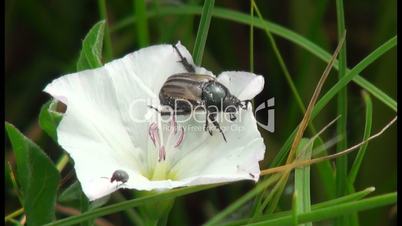 large and small beetle sitting on a white flower