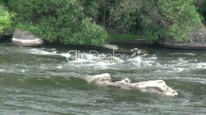 rapid water of the mountain river