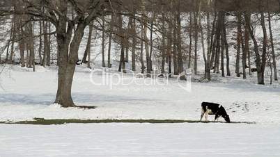 grass between snow two