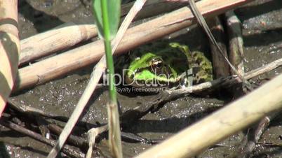 Frog hiding in the mud