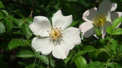 White flowers at dawn