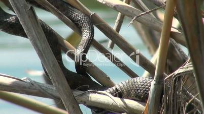 Snake in the reeds on the river