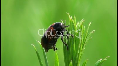 Red beetle sits on a green leaf