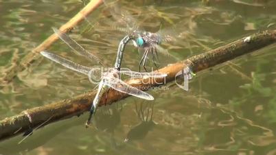 Dragonfly Closeup sitting on a branch above water