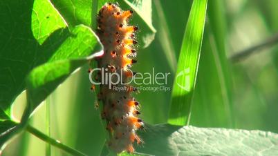 Beautiful caterpillar eats green leaves