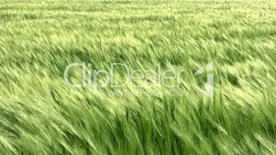 Sea wheat with wind